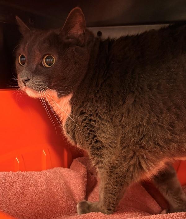 Lucy, Adoptable, Senior Female Domestic Short Hair.