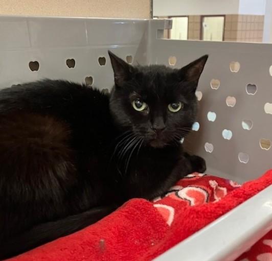 LILY, Adoptable, Young Female Domestic Short Hair.