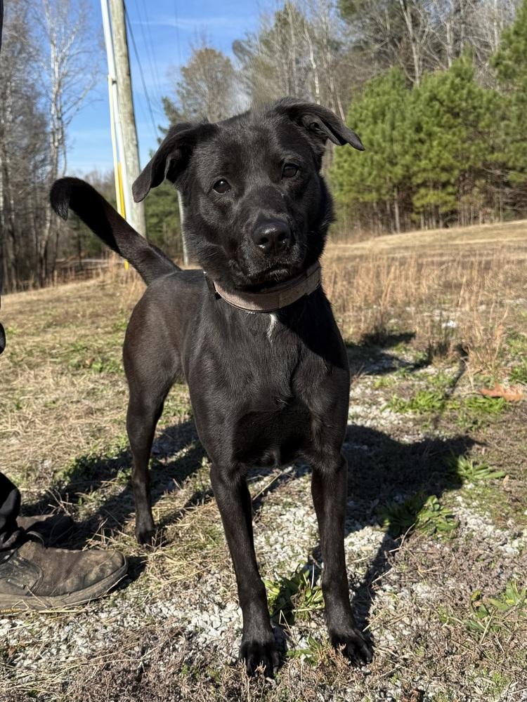 HARPER, Adoptable, Adult Female Labrador Retriever & Mixed Breed.