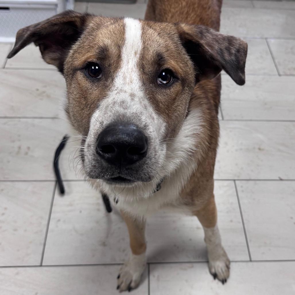 Elmo, Adoptable, Young Male Collie.