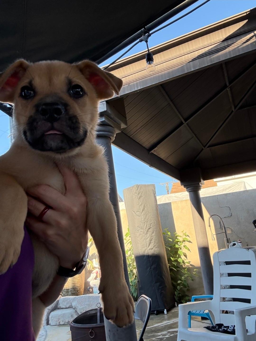 Froilán, adopted, Puppy Male German Shepherd Dog & English Bulldog.