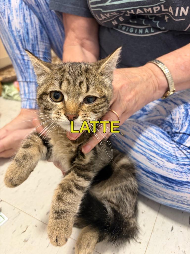 Enlarge Latte, a Adoptable mixed breed in Plattsburgh, NY image 1/1