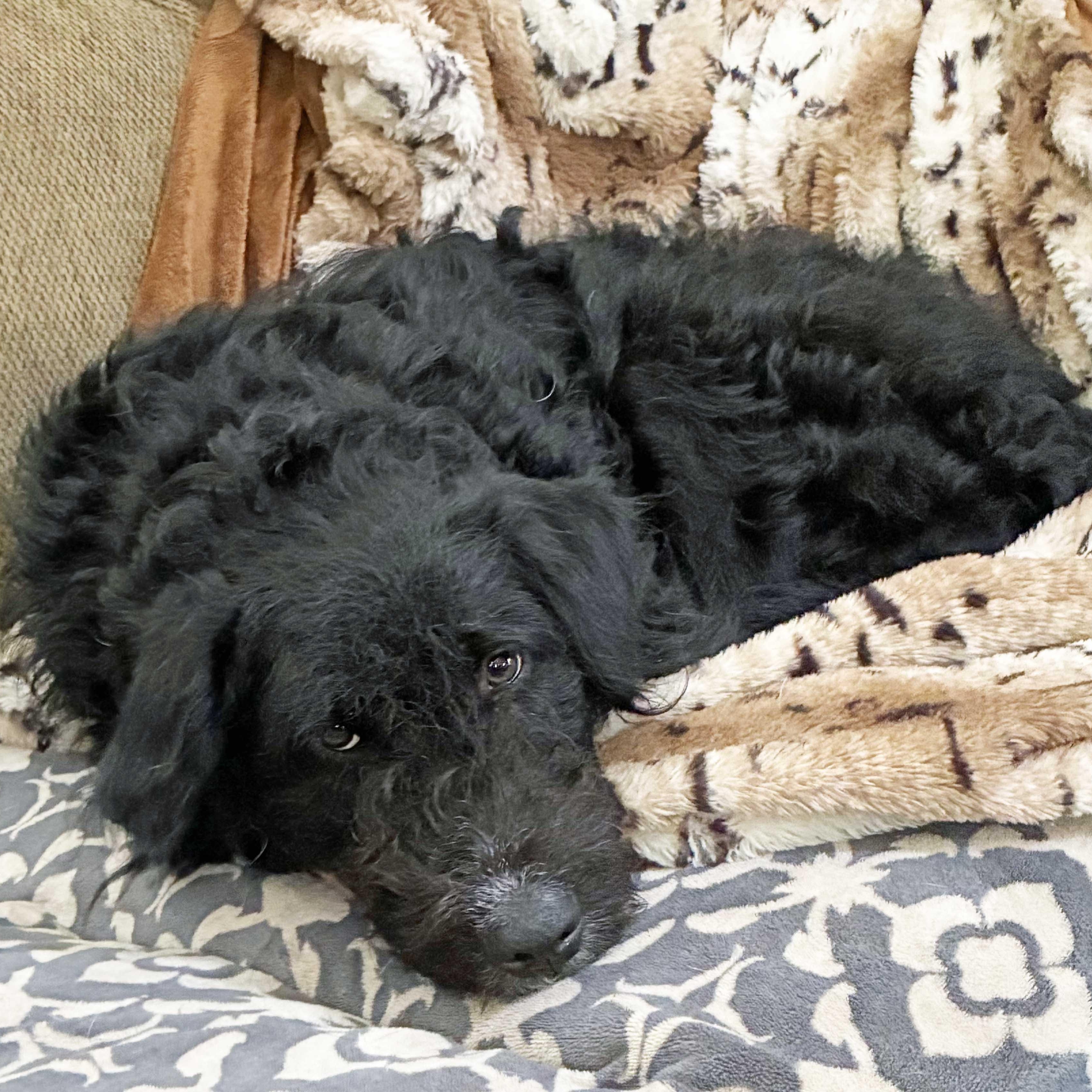 Enlarge Laura, an adoptable mixed breed in White Bear Lake, MN image 3/6