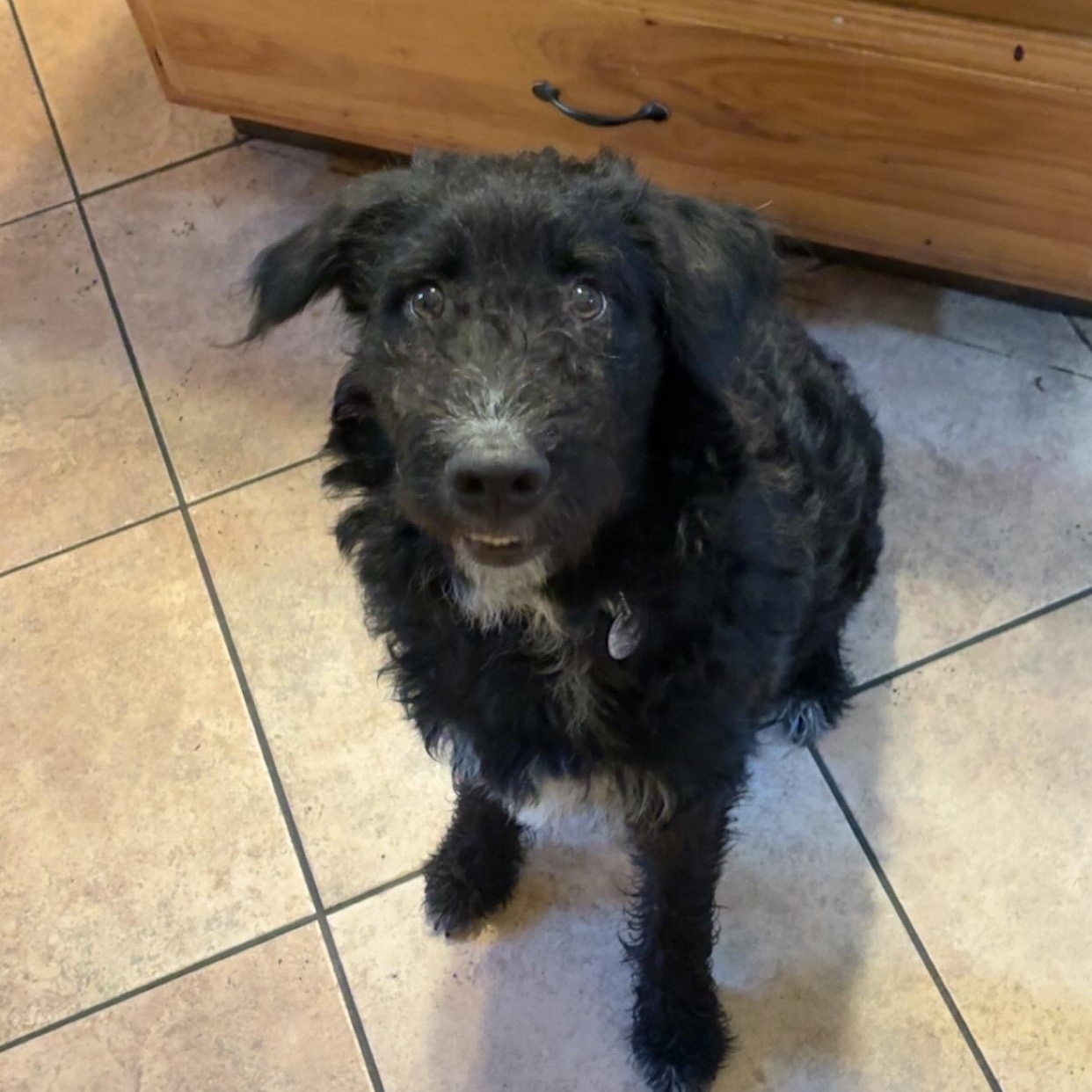 Enlarge Laura, an adoptable mixed breed in White Bear Lake, MN image 4/6