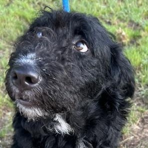 Laura, adoptable, Young Female Terrier & Poodle.