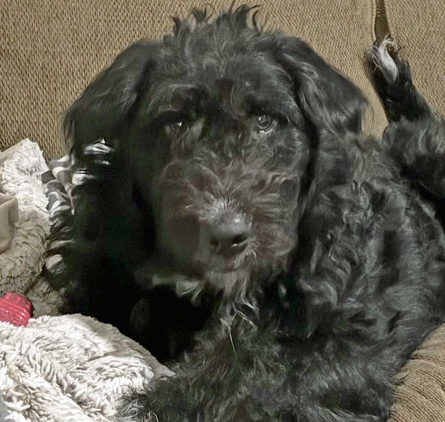 Enlarge Laura, an adoptable mixed breed in White Bear Lake, MN image 2/6