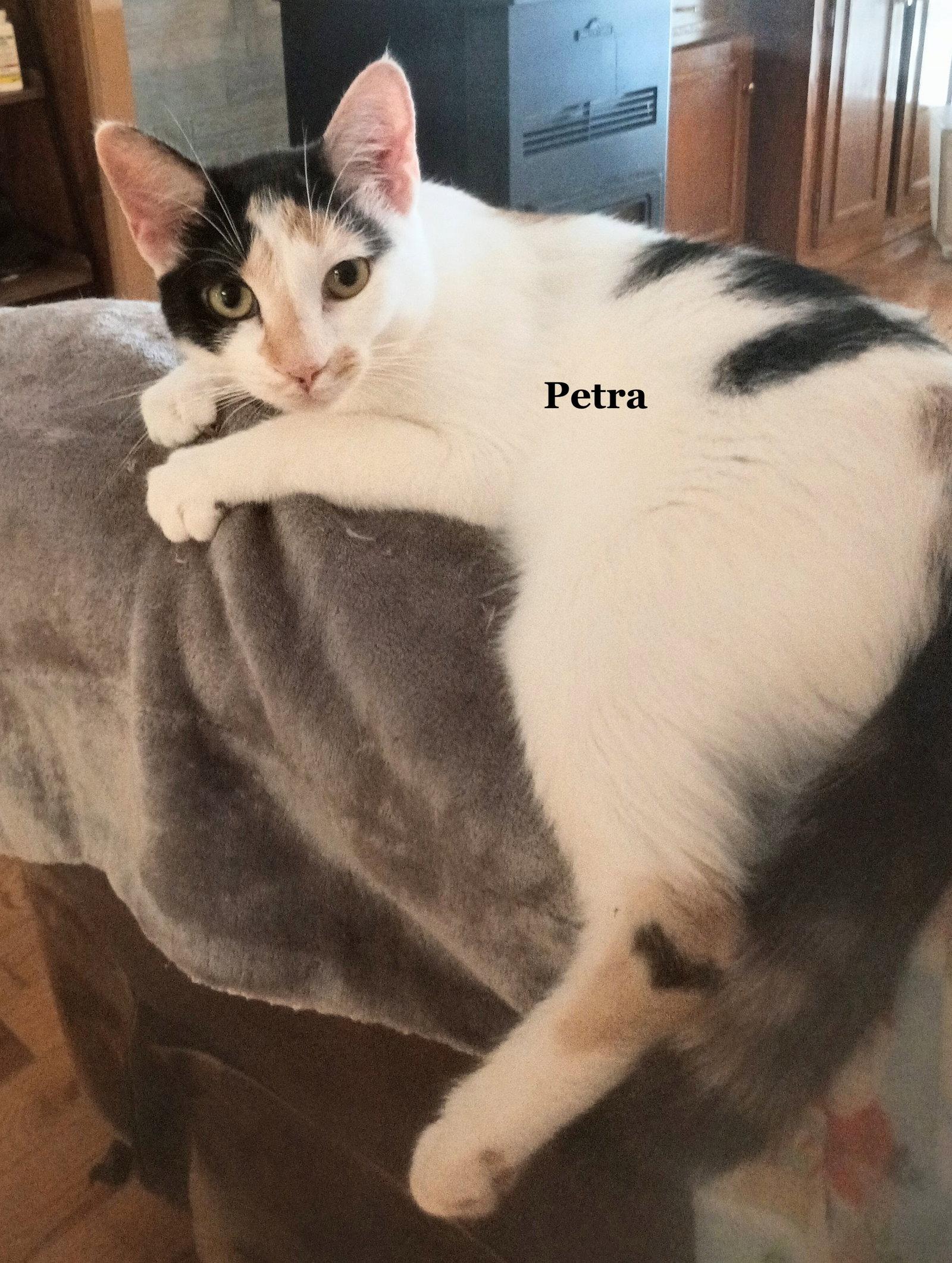 Petra, Adoptable, Adult Female Domestic Short Hair & Calico.