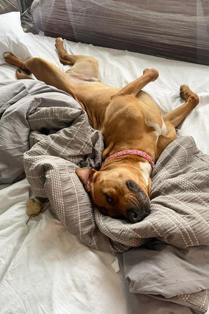 Fernando, Adoptable, Adult Male Mixed Breed & Mixed Breed.