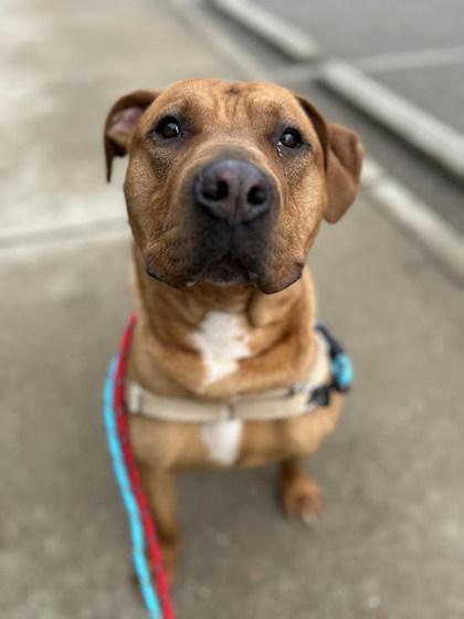 Fernando, a Adoptable Mixed Breed in Cincinnati, OH image 2/3