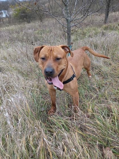 Fernando, Adoptable, Adult Male Mixed Breed & Mixed Breed.