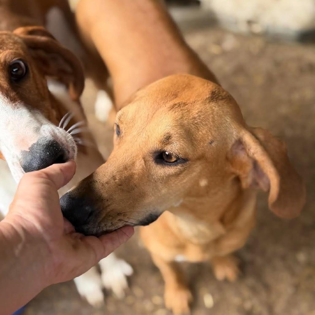 Ruby, Adoptable, Adult Female American Foxhound.