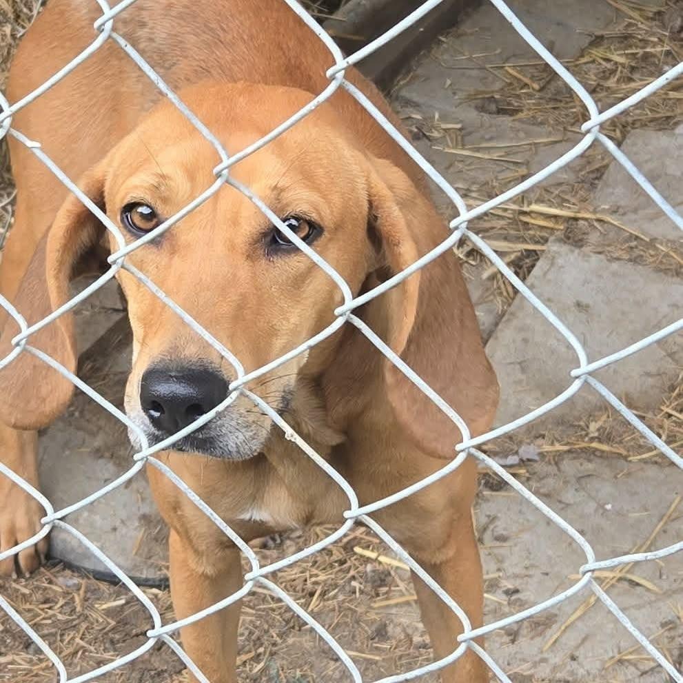 Enlarge Ruby, a Adoptable American Foxhound in Washington, DC image 2/5