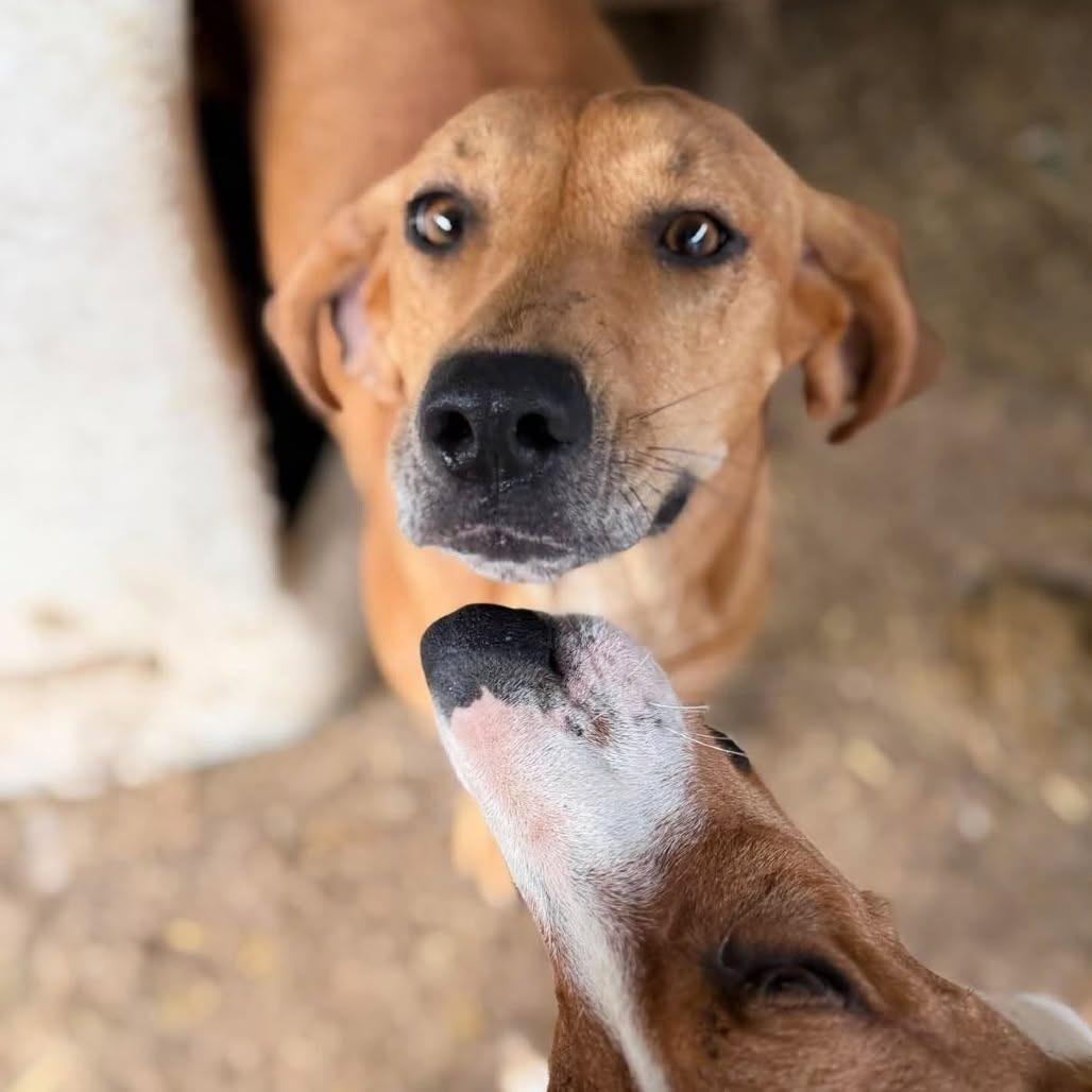 Enlarge Ruby, a Adoptable American Foxhound in Washington, DC image 3/5