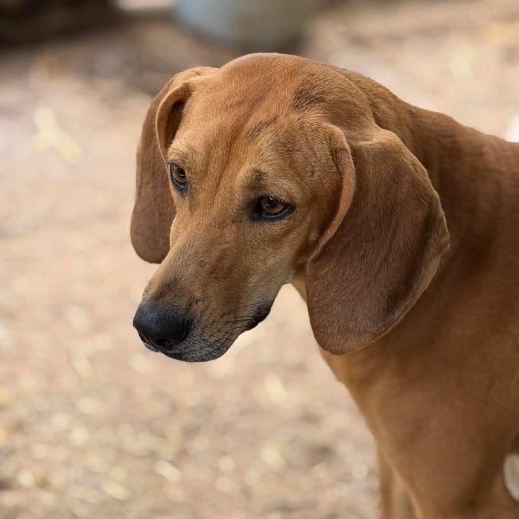 Enlarge Ruby, a Adoptable American Foxhound in Washington, DC image 4/5