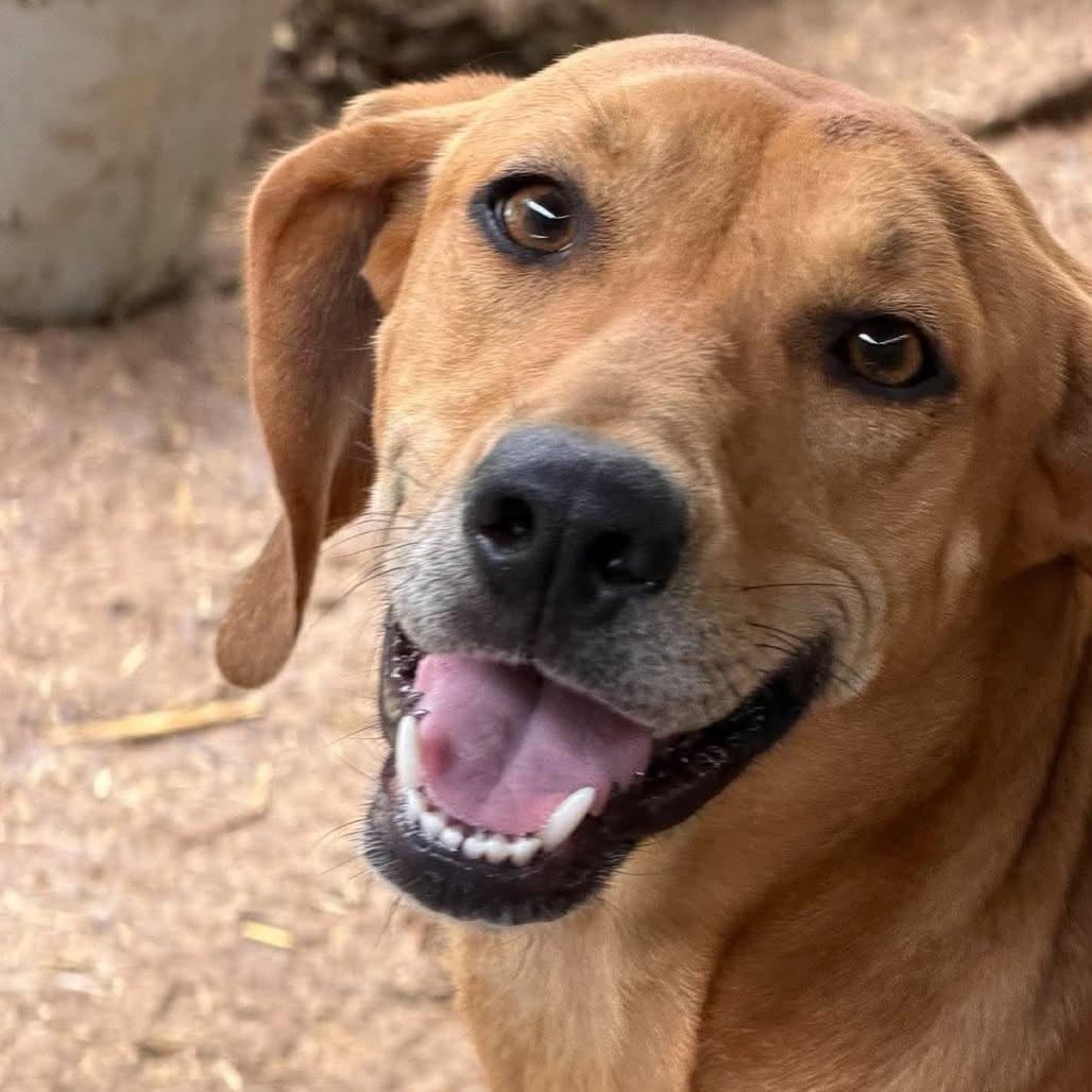 Enlarge Ruby, a Adoptable American Foxhound in Washington, DC image 5/5