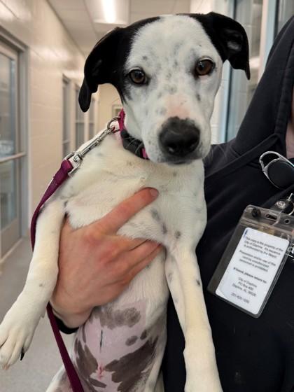 Ori, Adoptable, Young Female Pointer & Mixed Breed.