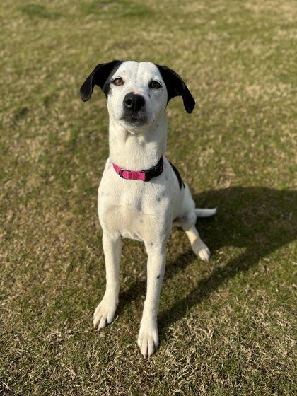 Ori, Adoptable, Young Female Pointer & Mixed Breed.