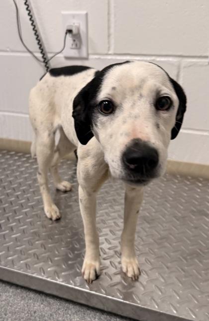 Ori, a Adoptable mixed breed in Daphne, AL image 2/2