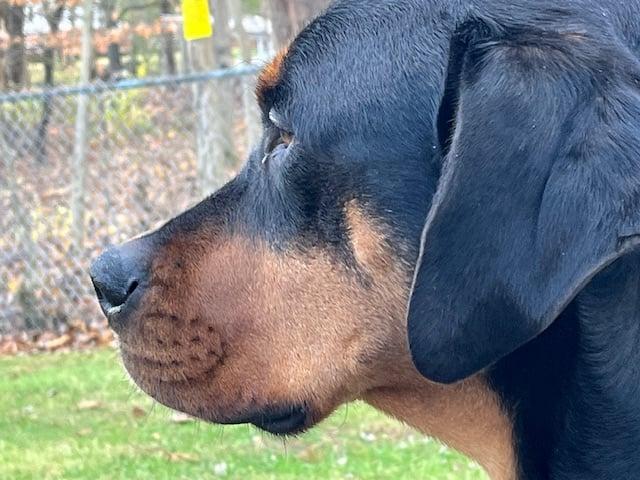 Enlarge Rowdy, a Adoptable Rottweiler in Hillsboro, NH image 1/3