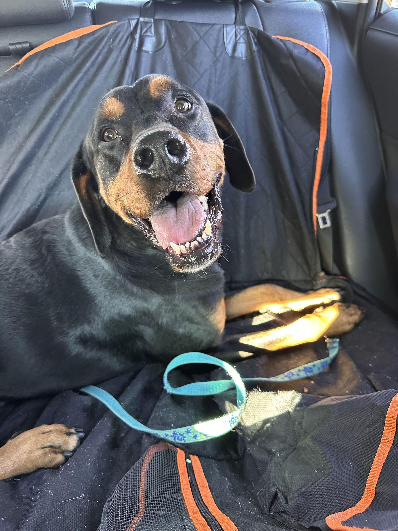 Enlarge Rowdy, a Adoptable Rottweiler in Hillsboro, NH image 2/3