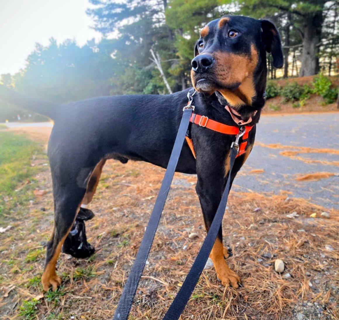 Enlarge Rowdy, a Adoptable Rottweiler in Hillsboro, NH image 3/3