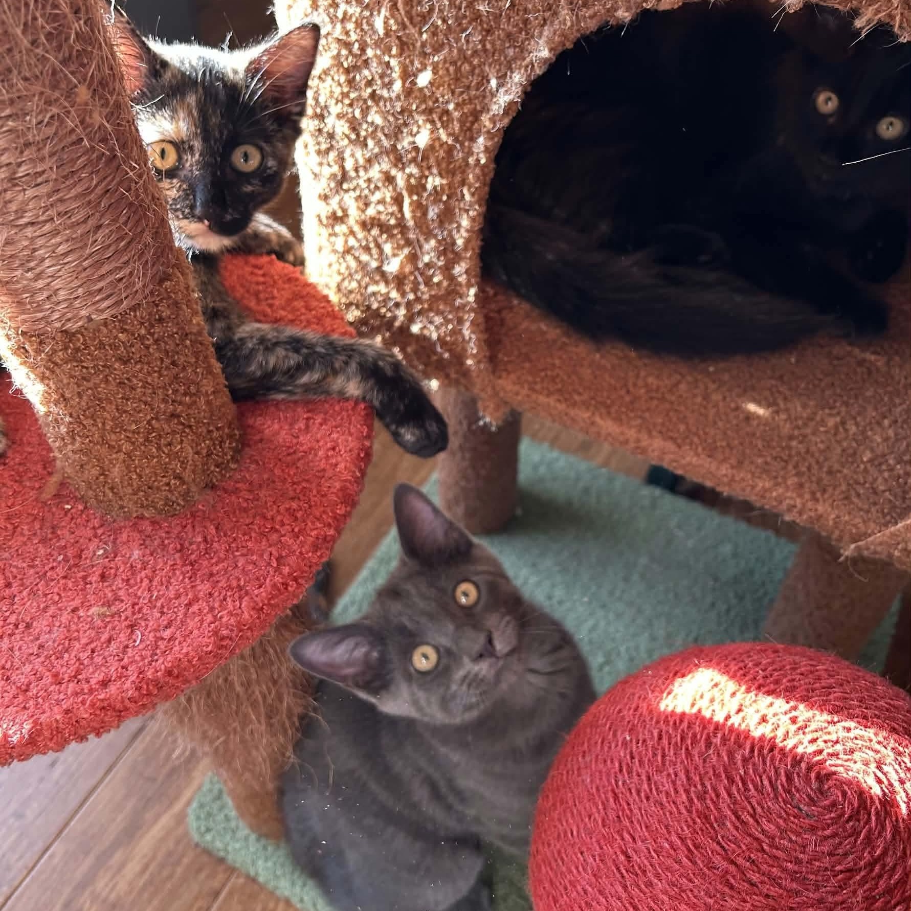 Mimolette, a Adoptable mixed breed in Gladstone, OR image 5/6