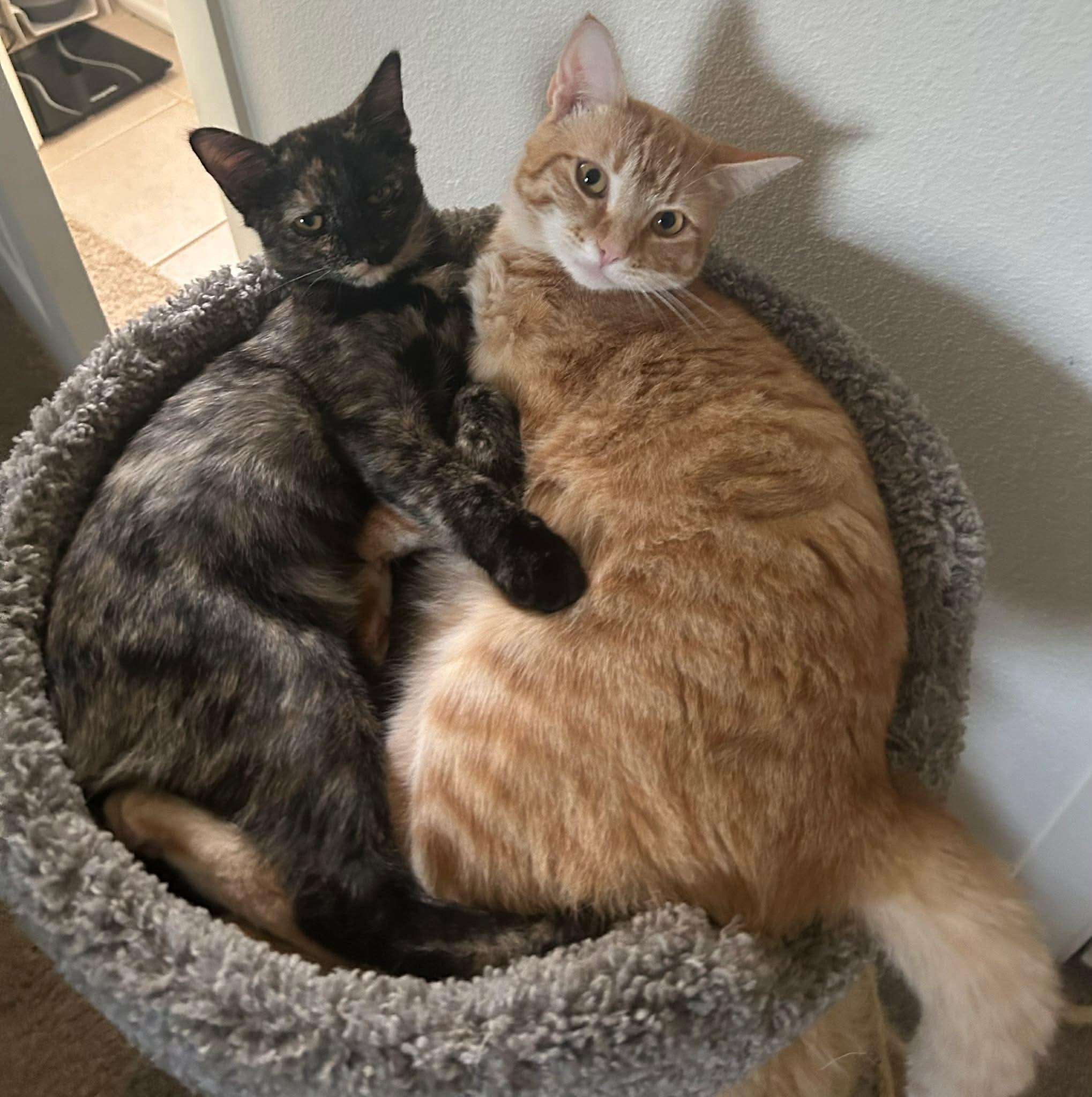 Mimolette, a Adoptable mixed breed in Gladstone, OR image 3/6