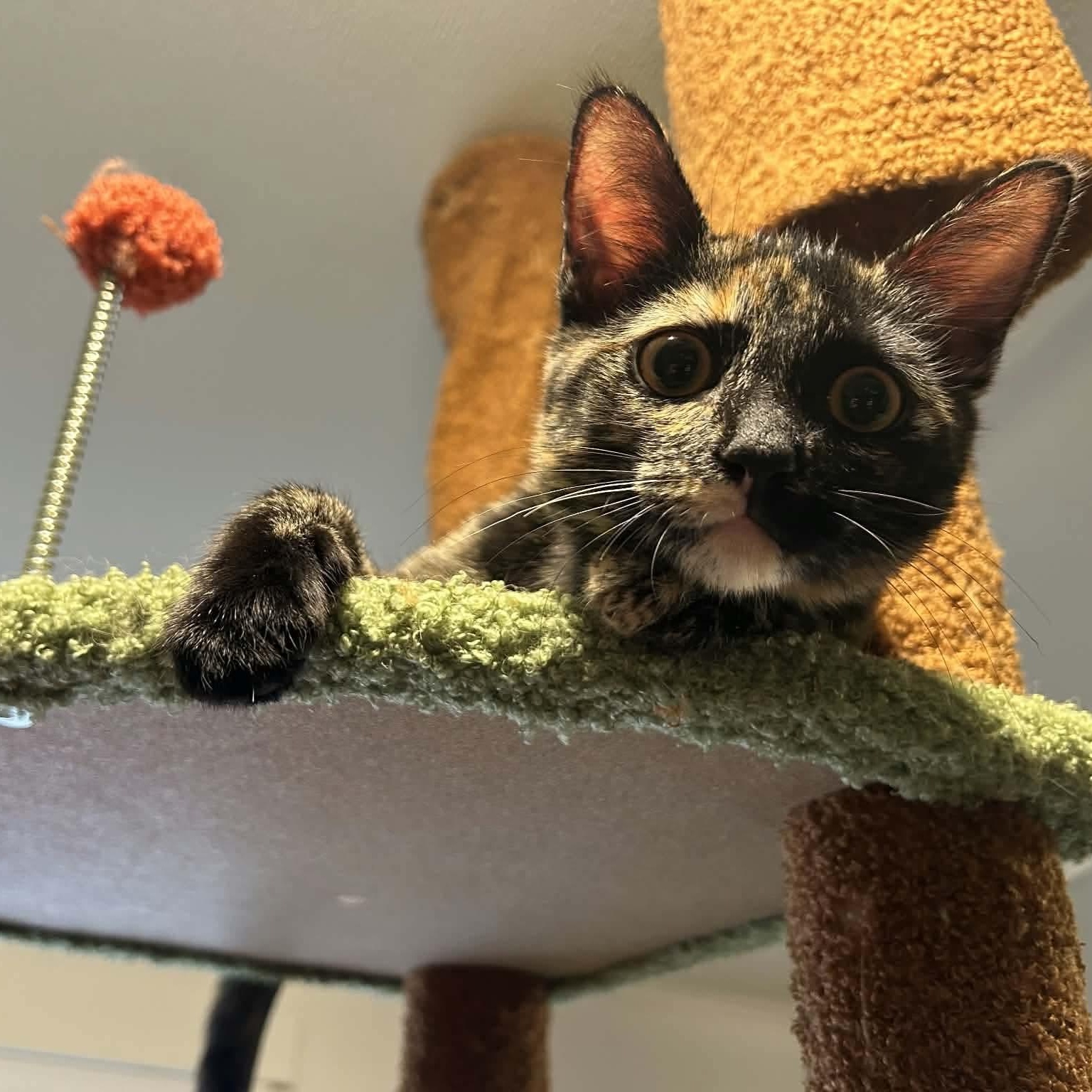 Mimolette, a Adoptable mixed breed in Gladstone, OR image 4/6