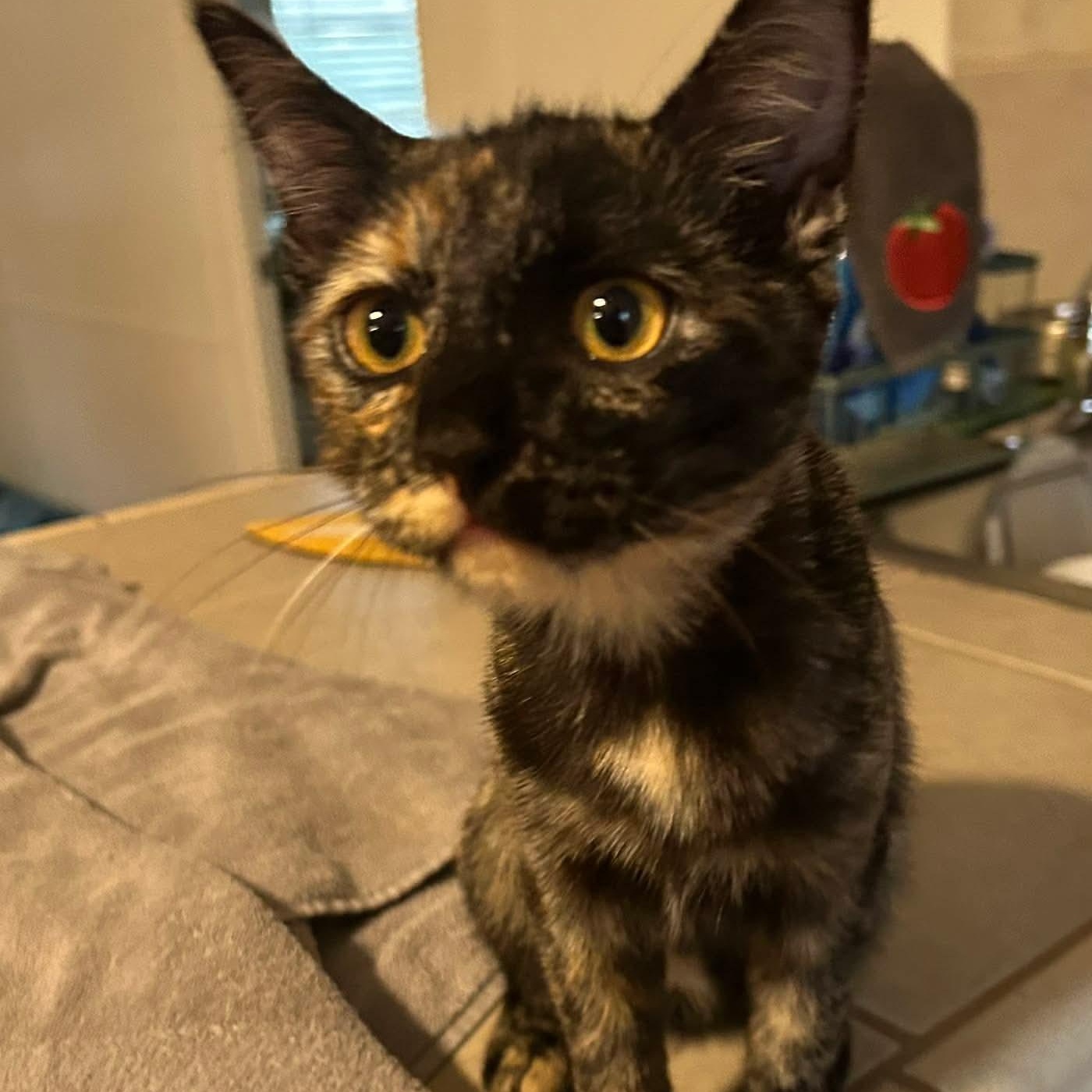 Mimolette, Adoptable, Kitten Female Tortoiseshell & Domestic Short Hair.