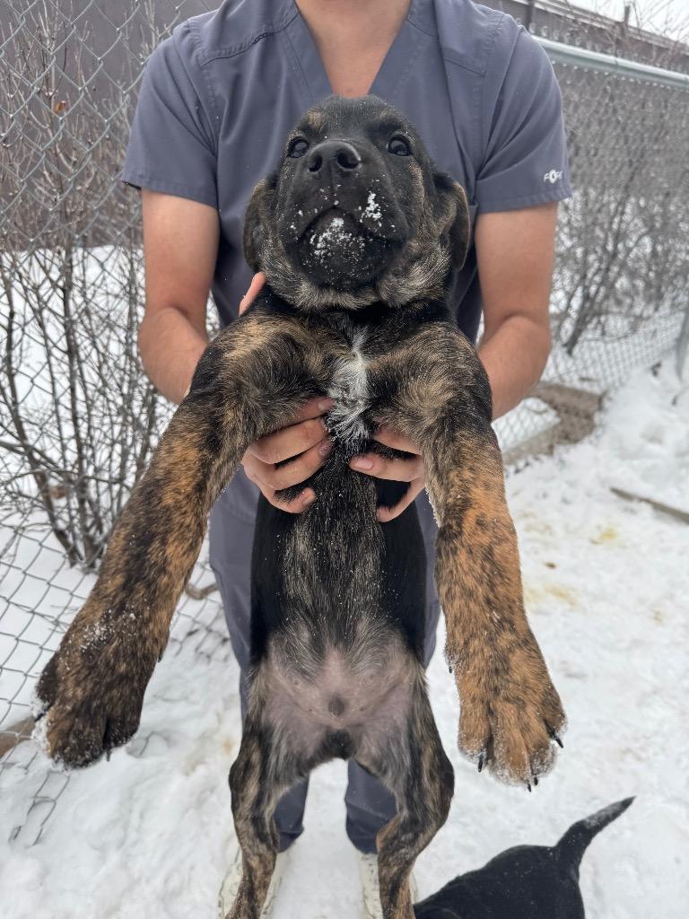 Caterpillar, Adoptable, Puppy Male Labrador Retriever & Mastiff.