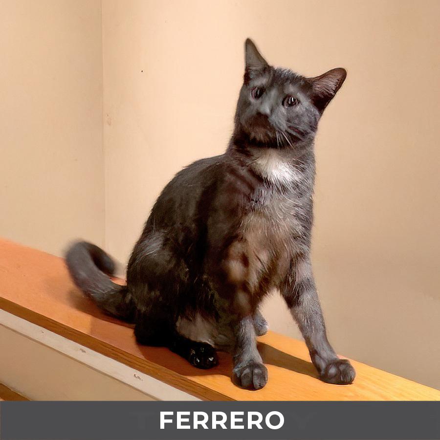 Enlarge Ferrero, a ADOPTABLE Domestic Medium Hair in Etobicoke, ON image 2/4