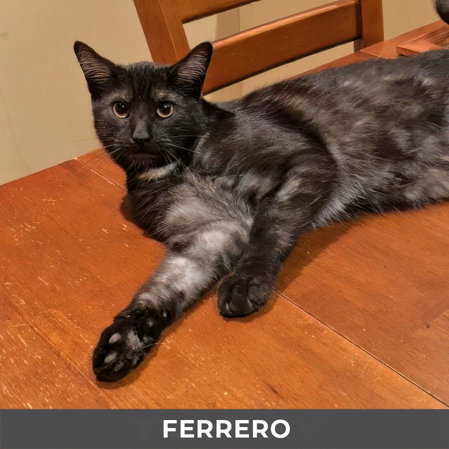 Enlarge Ferrero, a ADOPTABLE Domestic Medium Hair in Etobicoke, ON image 4/4