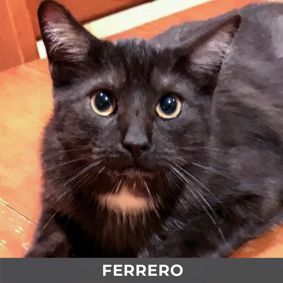Enlarge Ferrero, a ADOPTABLE Domestic Medium Hair in Etobicoke, ON image 1/4