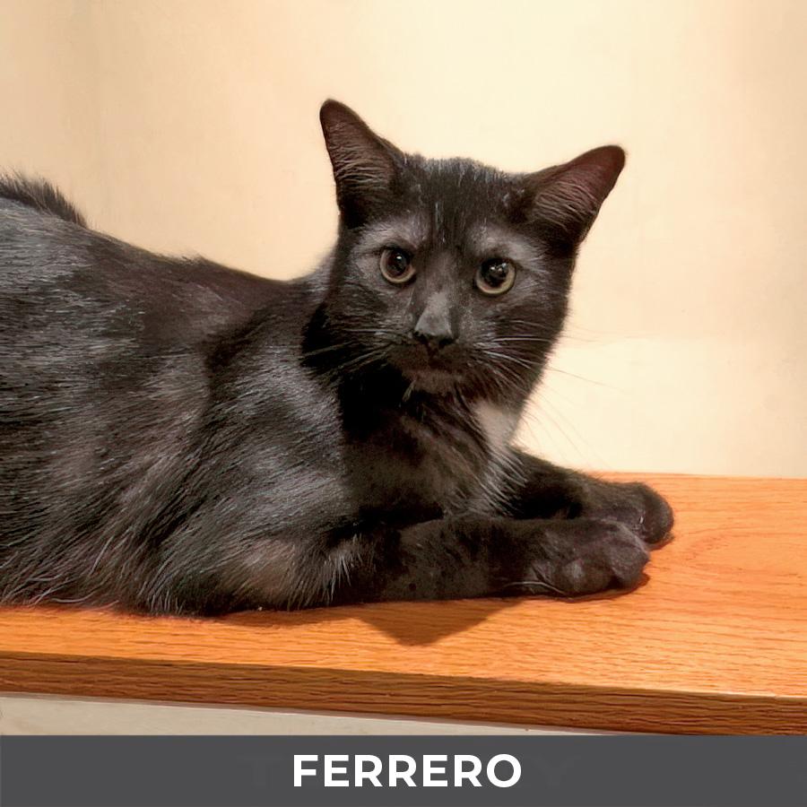 Enlarge Ferrero, a ADOPTABLE Domestic Medium Hair in Etobicoke, ON image 3/4