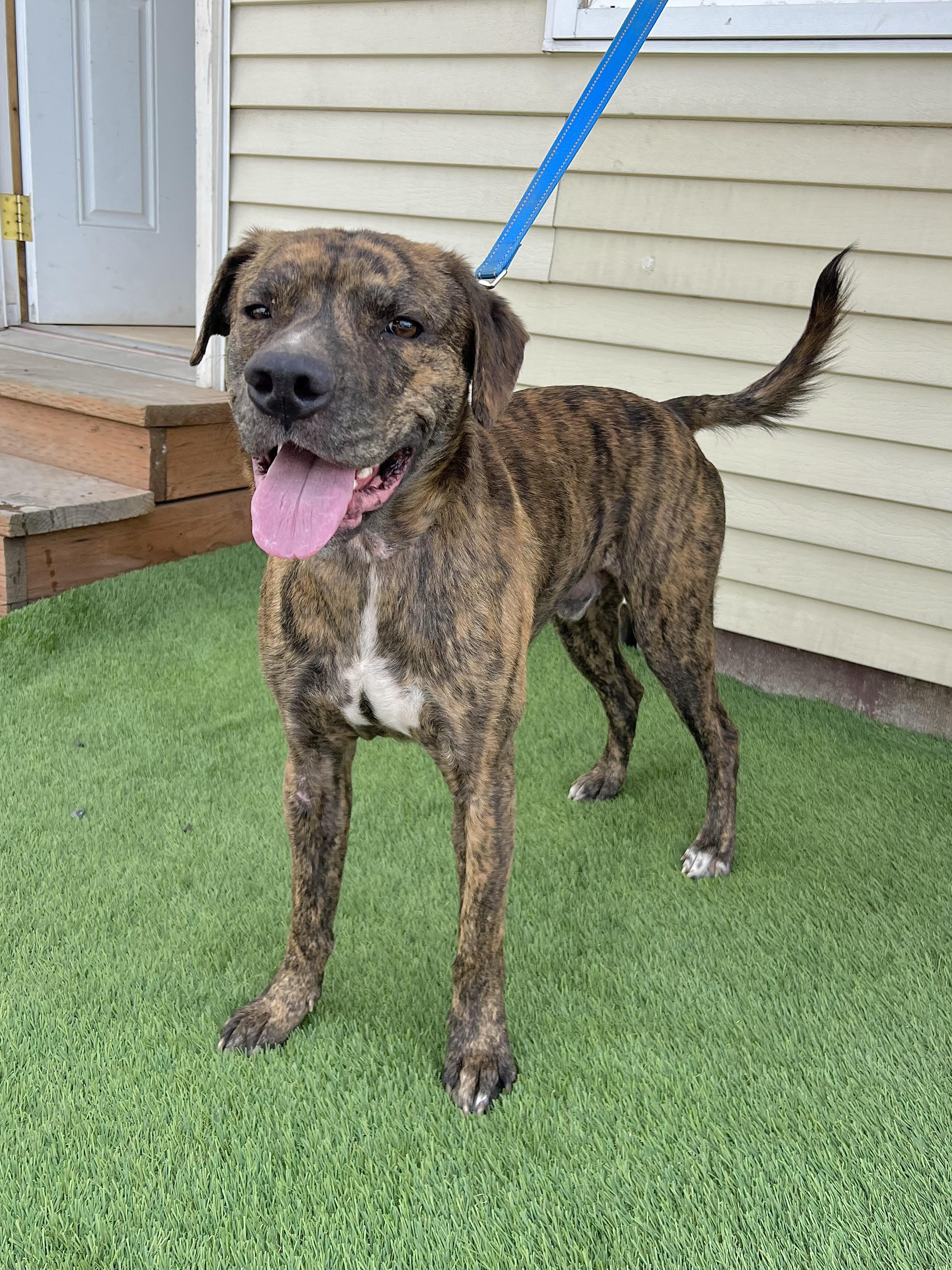 Lucky, a Adopted mixed breed image 1/2