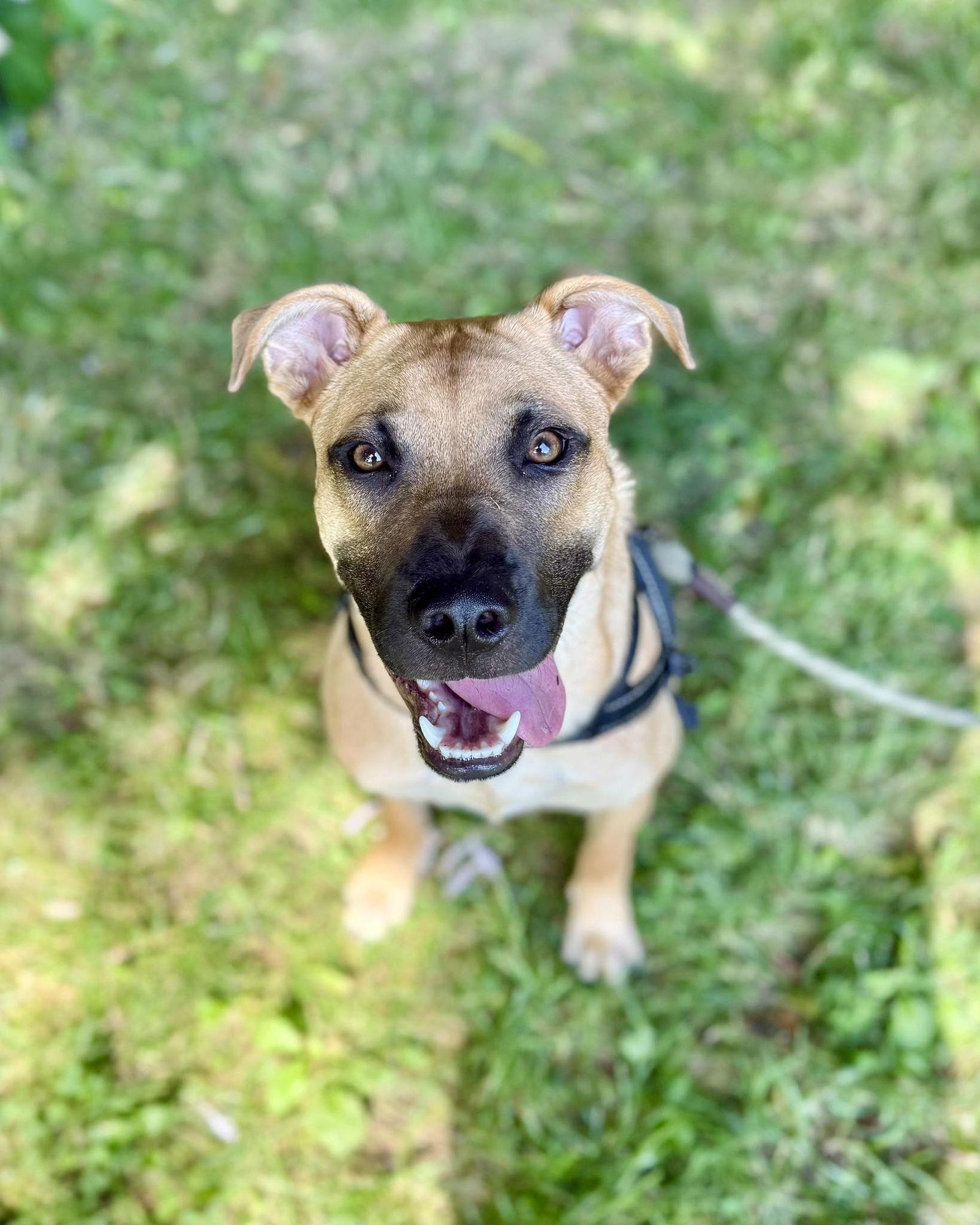 Enlarge Scuttle, a Adoptable mixed breed in Monticello, NY image 1/3