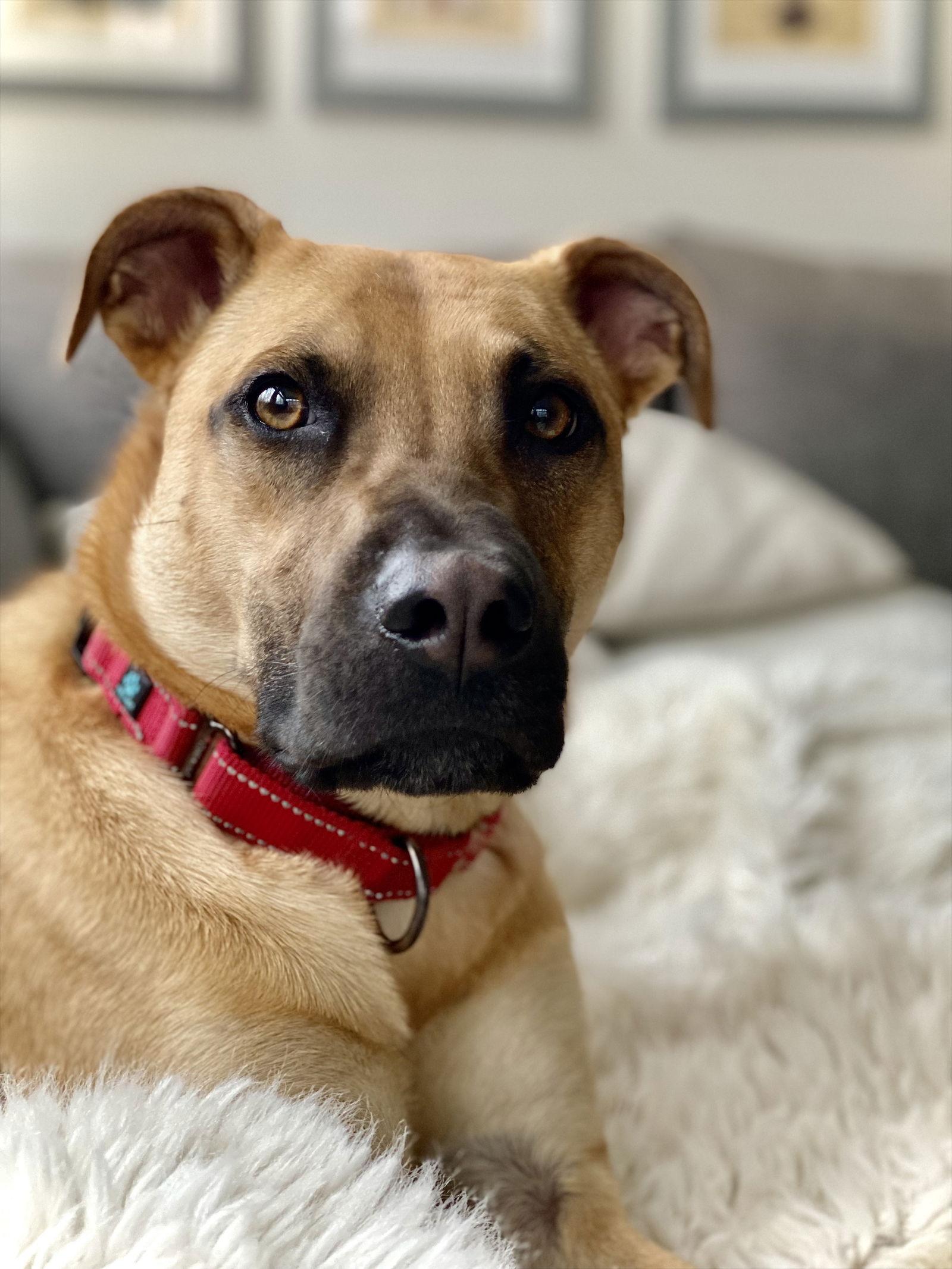 Enlarge Scuttle, a Adoptable mixed breed in Monticello, NY image 2/3