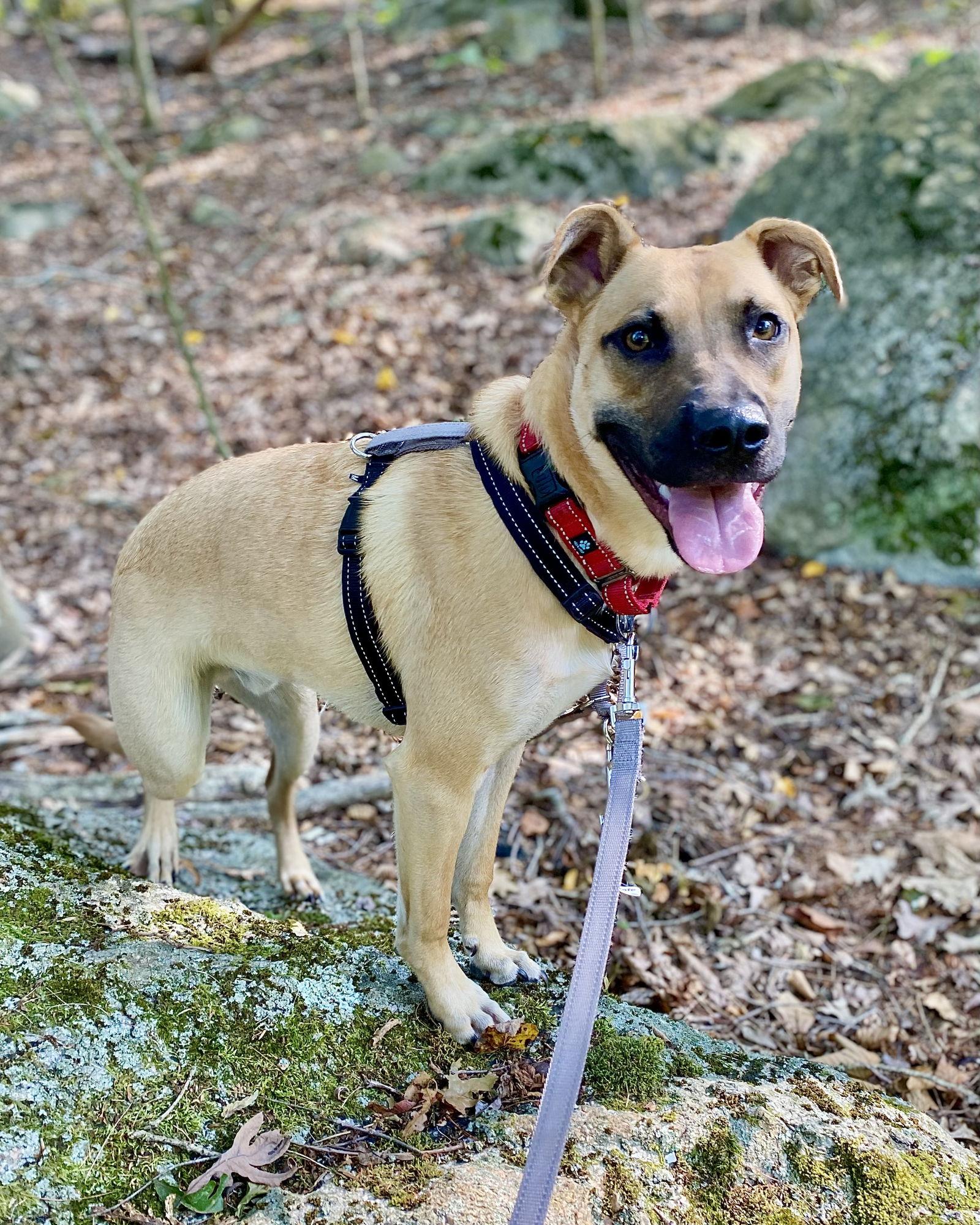 Enlarge Scuttle, a Adoptable mixed breed in Monticello, NY image 1/3