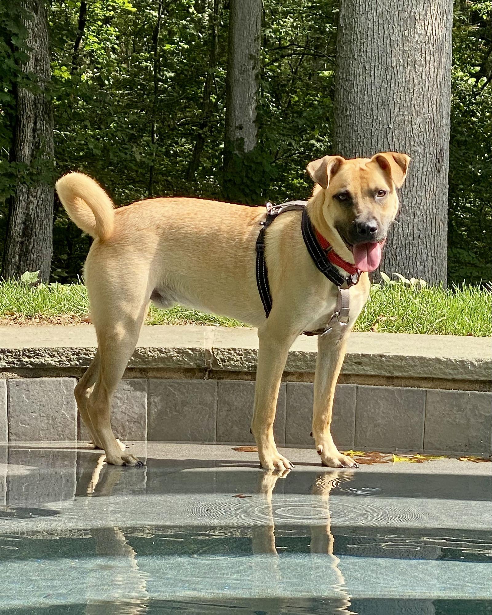 Enlarge Scuttle, a Adoptable mixed breed in Monticello, NY image 2/3