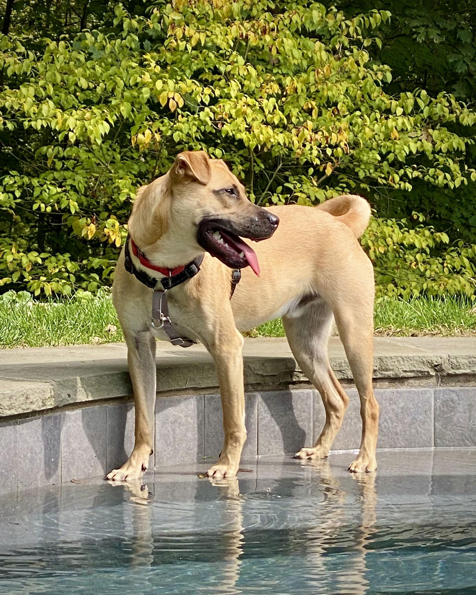 Enlarge Scuttle, a Adoptable mixed breed in Monticello, NY image 3/3