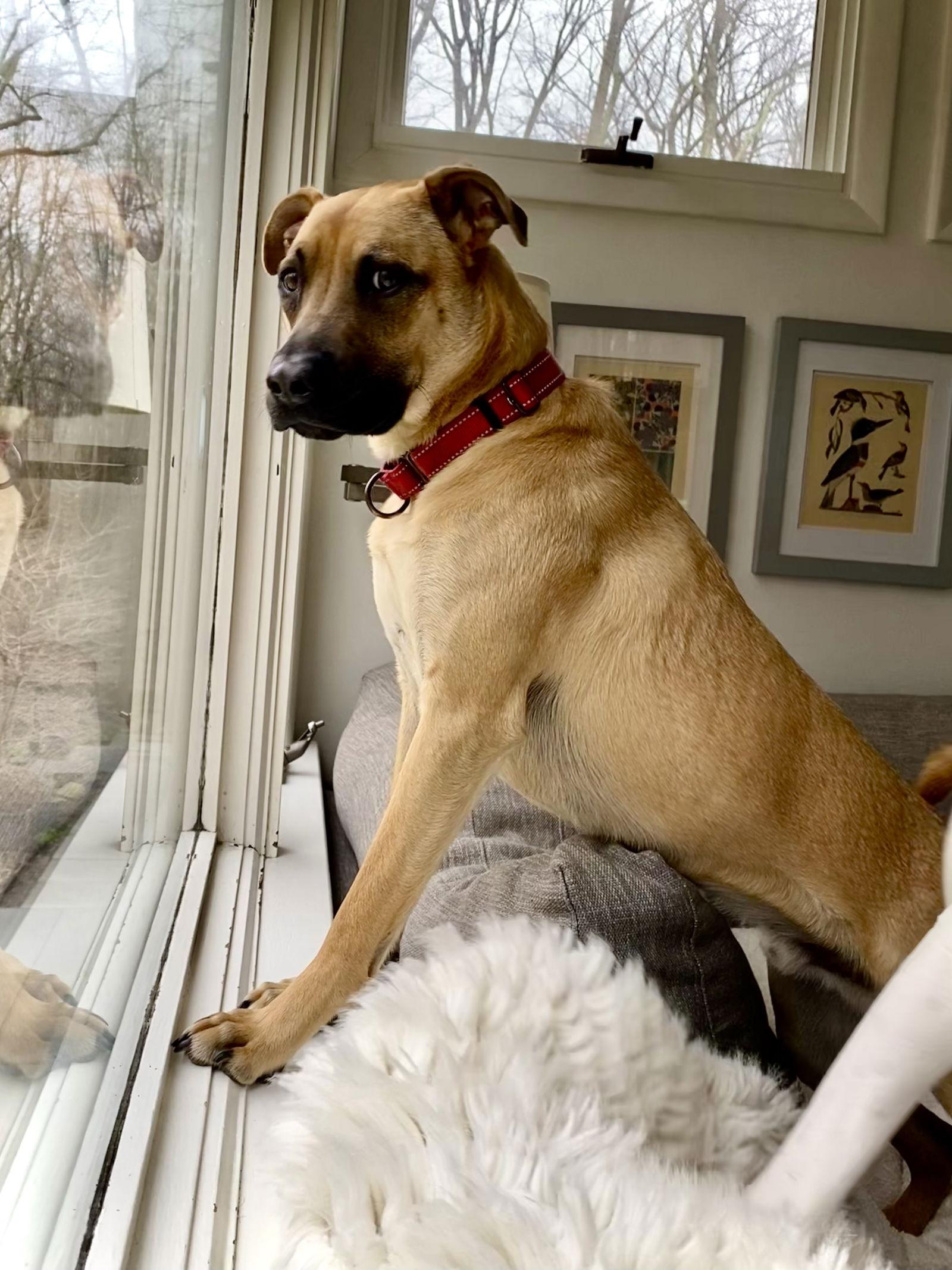 Enlarge Scuttle, a Adoptable mixed breed in Monticello, NY image 3/3