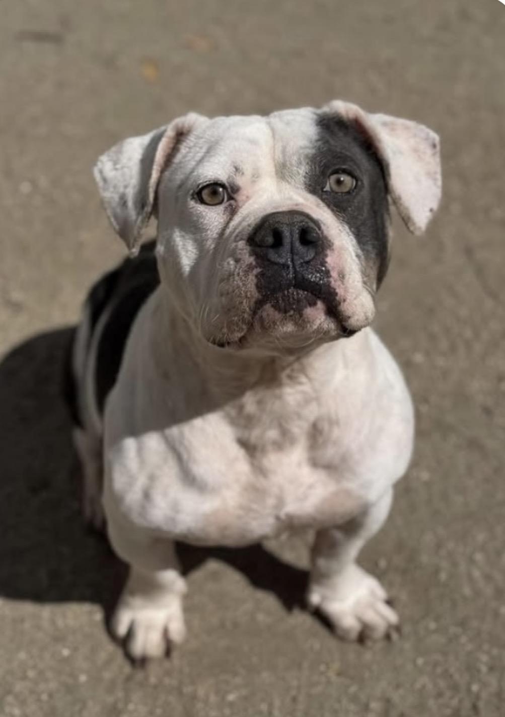 CUPCAKE, a ADOPTABLE mixed breed in Seattle , WA image 3/6