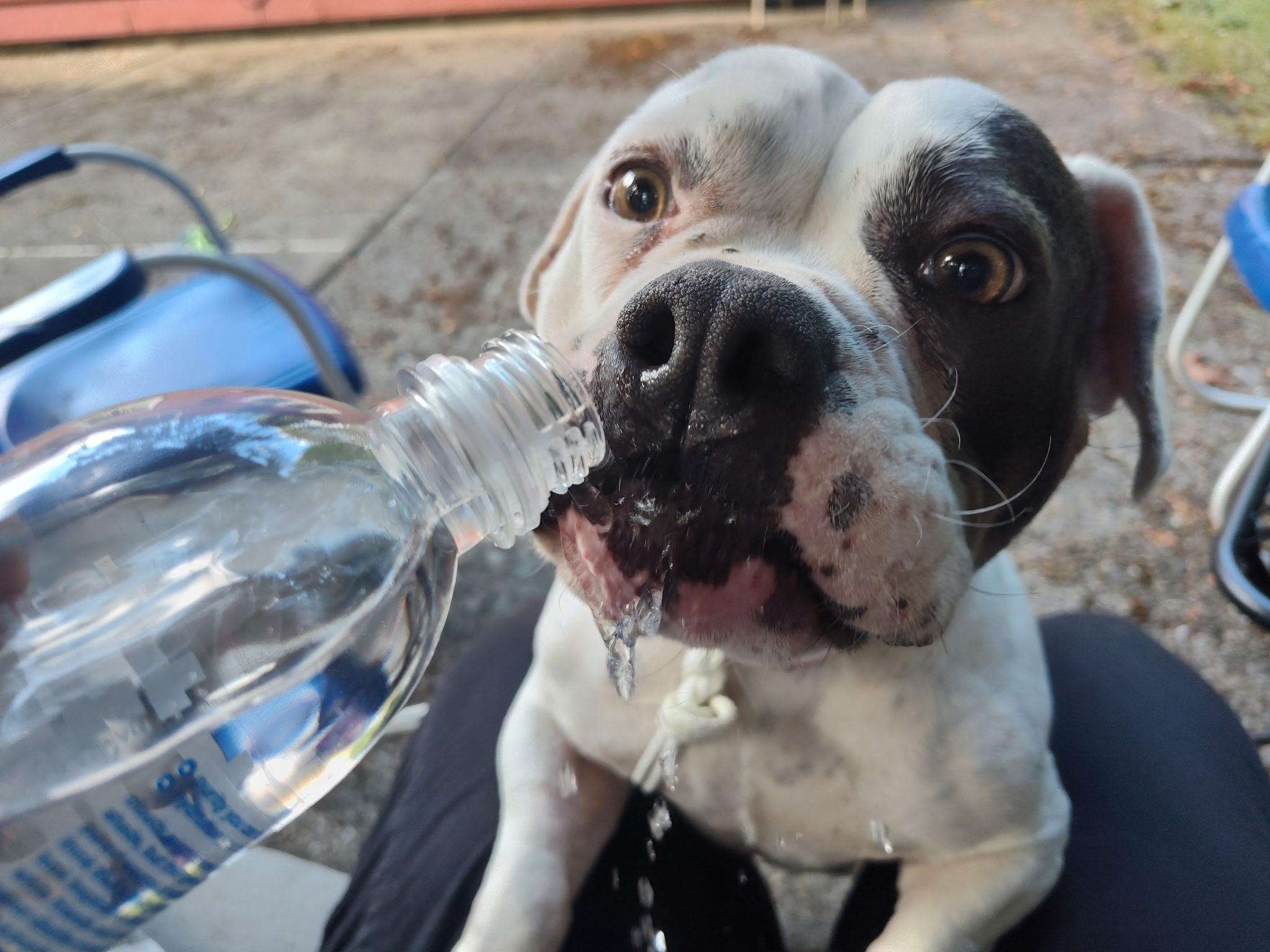CUPCAKE, a ADOPTABLE mixed breed in Seattle , WA image 5/6