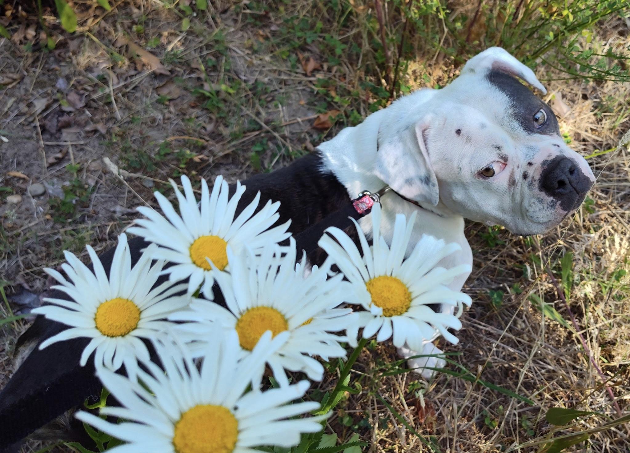 CUPCAKE, a ADOPTABLE mixed breed in Seattle , WA image 2/6