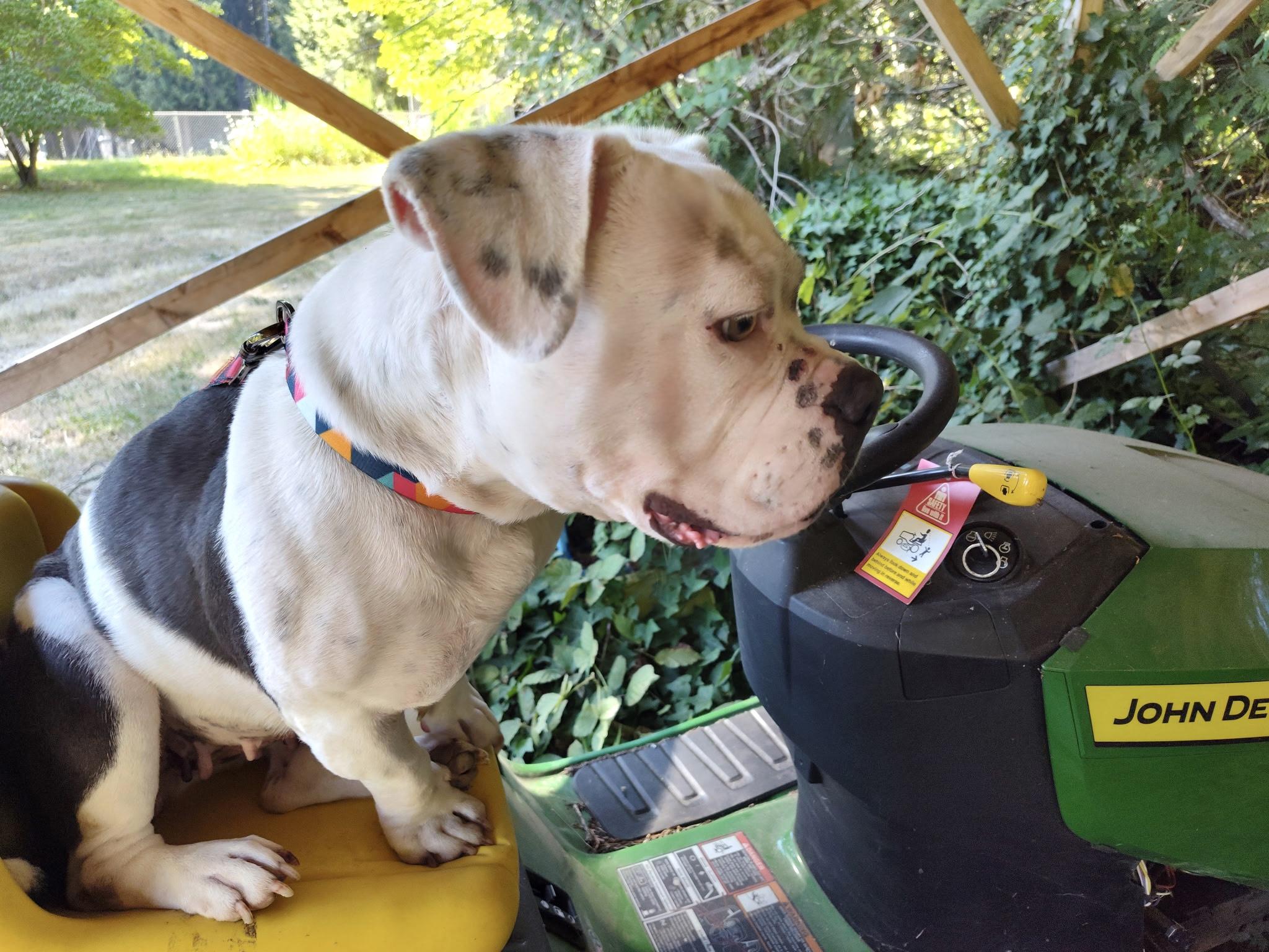 CUPCAKE, a ADOPTABLE mixed breed in Seattle , WA image 6/6