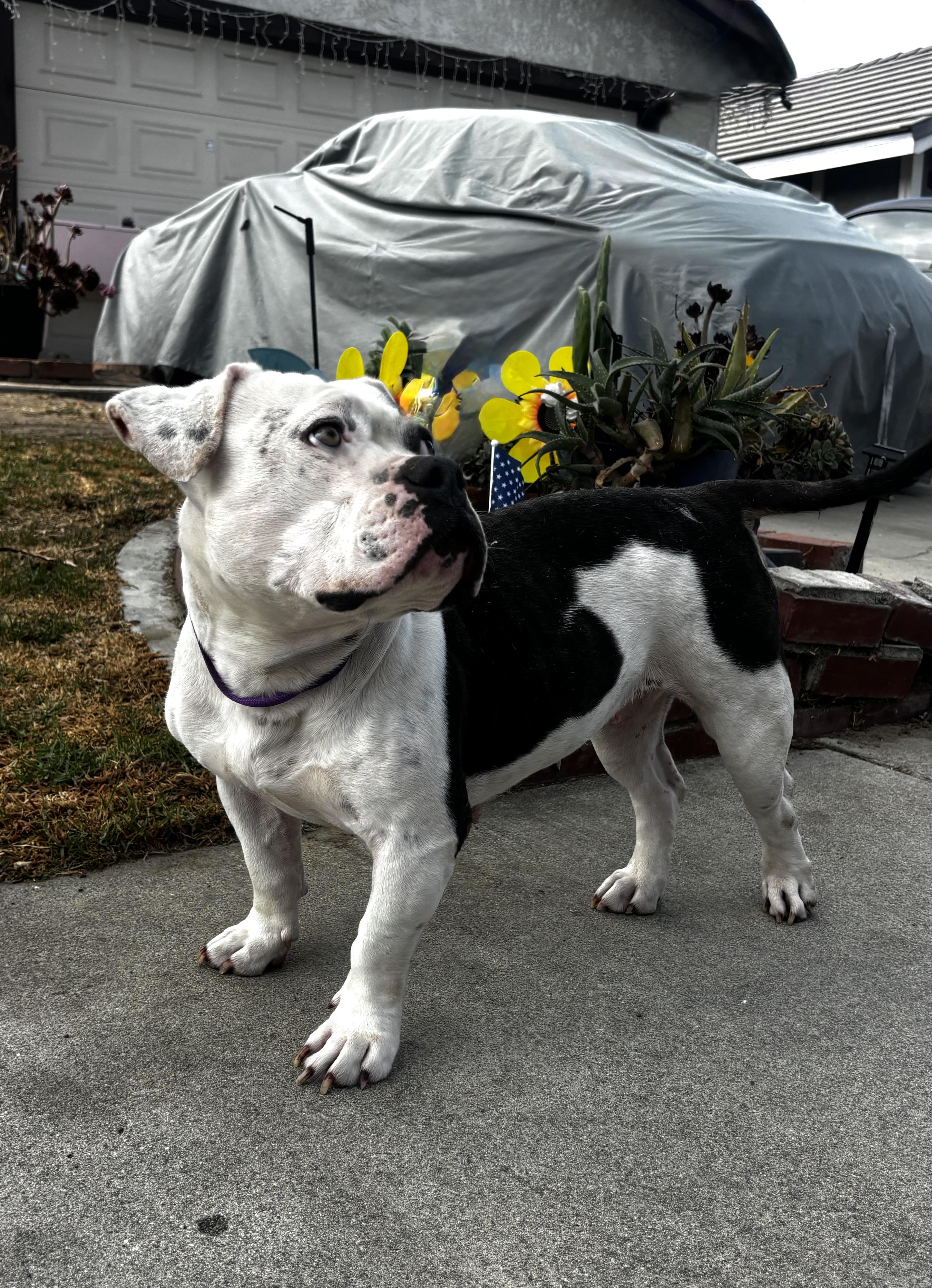 CUPCAKE, ADOPTABLE, Adult Female Bulldog & English Bulldog.