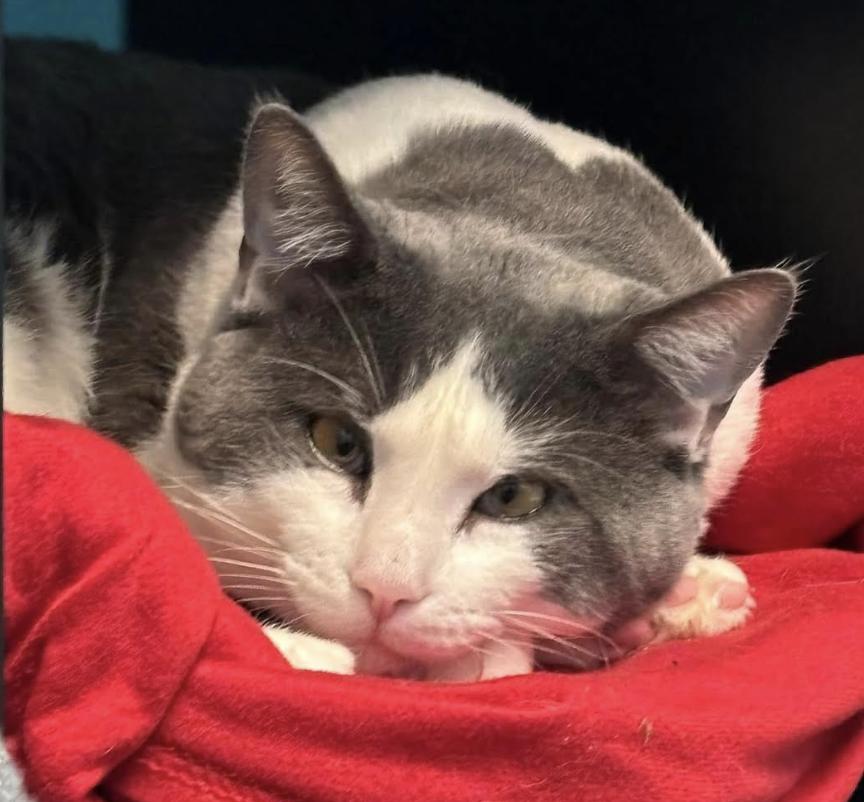 Buzz, Adult Male Domestic Short Hair