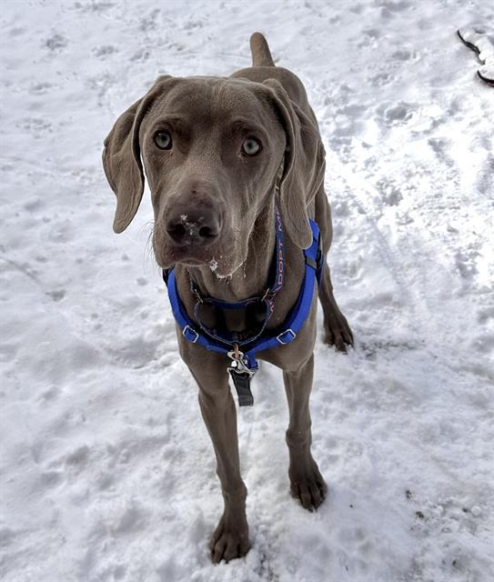 Enlarge CHARLEY, a Adoptable Weimaraner in Centerville, MA image 1/1