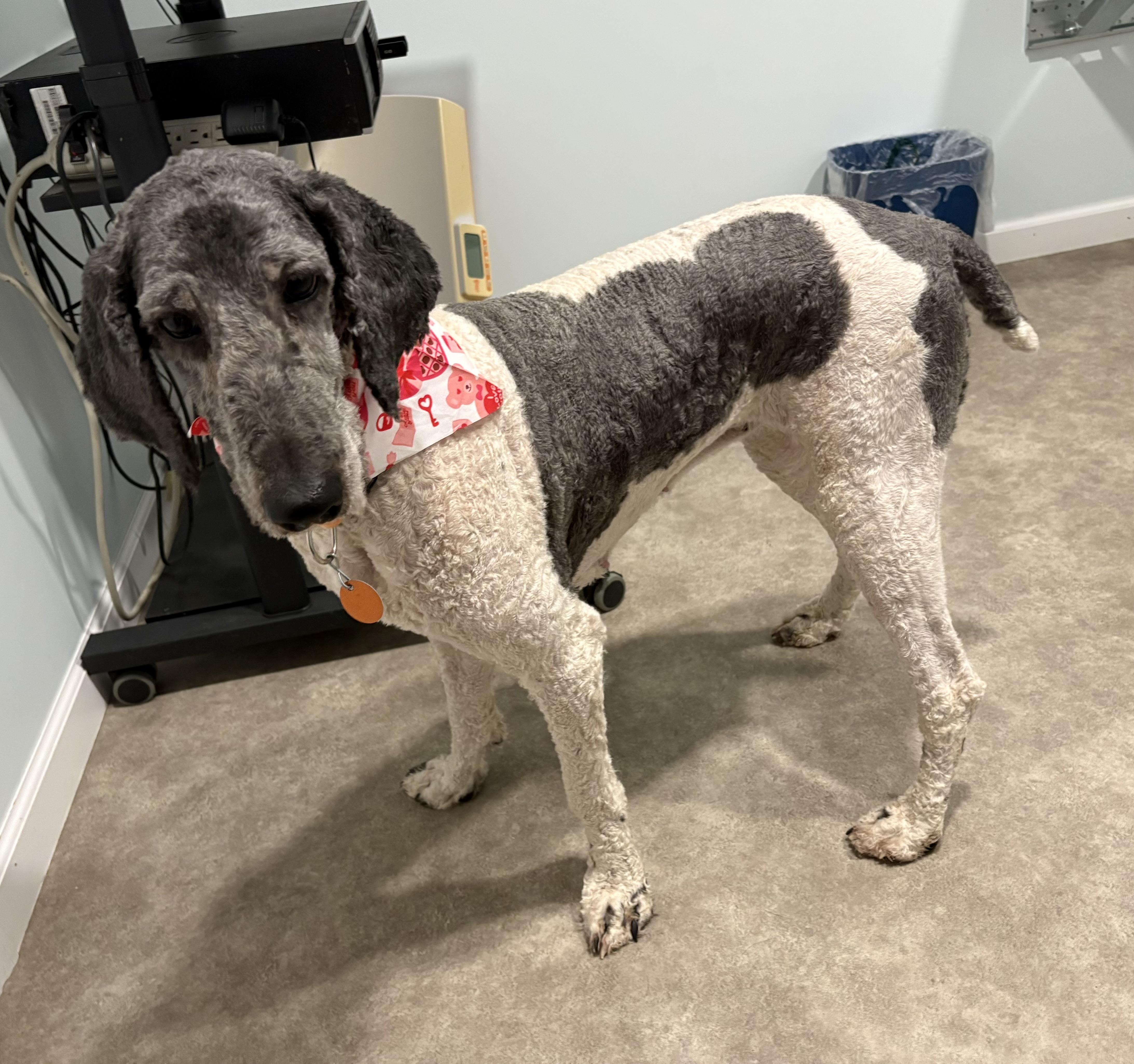Cookie, a ADOPTABLE Poodle in Grant, NE image 3/4