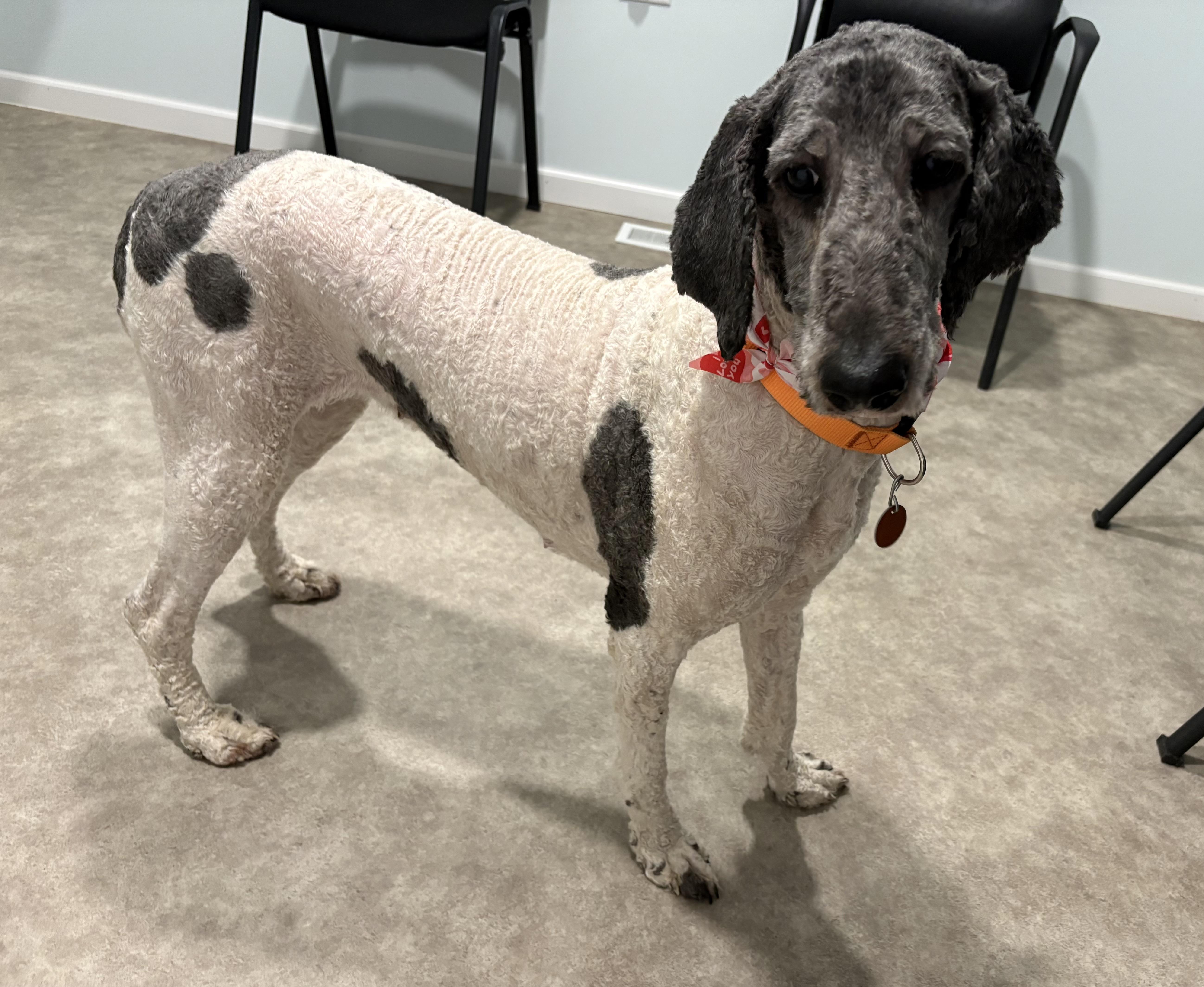 Cookie, ADOPTABLE, Adult Female Poodle.